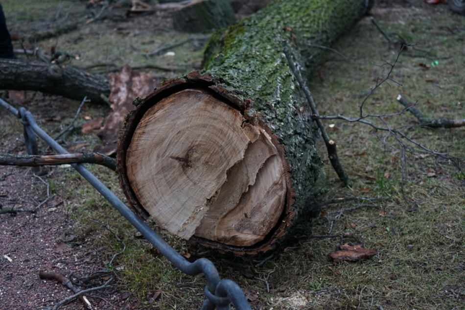 В Петербурге разрешили вырубку сотен деревьев в парке Заросли